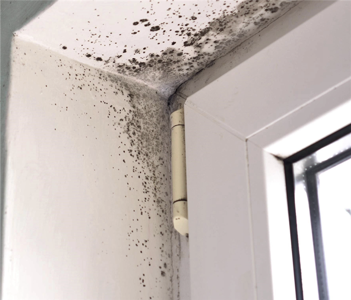 Residential Mold in a Window